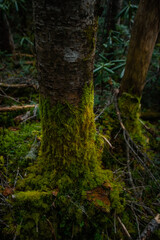 秋の登山と森の色