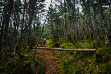 秋の登山と森の色