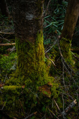 Obraz premium 秋の登山と森の色