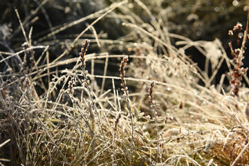 Dry flowers and grass in hoarfrost on a dark natural background. frosty autumn morning. natural flower background