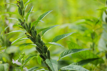 Obraz premium Sesame seed plants in the area of farmland