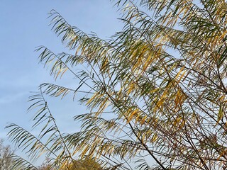 palm tree branches