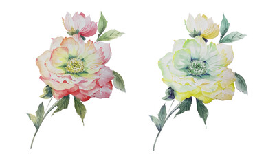 flowers illustration
