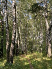 trees in the forest