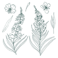 The contour image of the medicinal plant Fireweed. Vector illustration of Chamaenerion angustifolium flowers Isolated on white background.