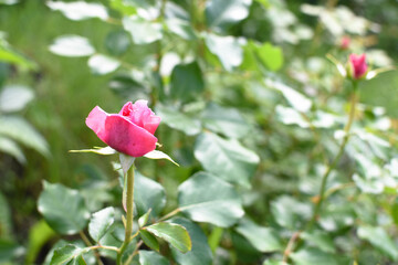 Unopened rosebud on a background of foliage