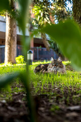 Gatto a pelo lungo gioca e dorme all'aperto, Persiano, Norvegese