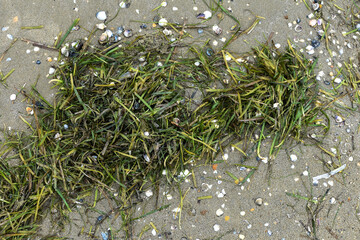 Algae close-up on the sand.