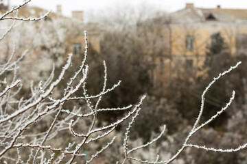 Frosty tree branches background