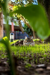 Gatto a pelo lungo gioca e dorme all'aperto, Persiano, Norvegese