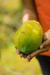 Green Papaya fruit in hand