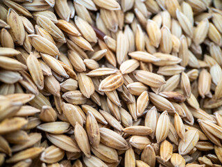Paddy seed rice background, Close up view