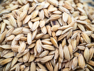 Paddy seed rice background, Close up view