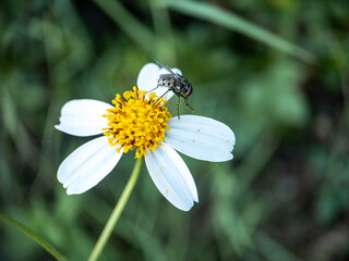 Obraz premium Insects are sucking nectar on flowers, Close up view