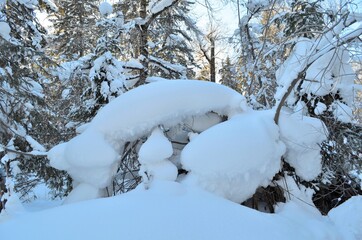 Beautiful landscapes in a winter forest with deep snowdrifts.