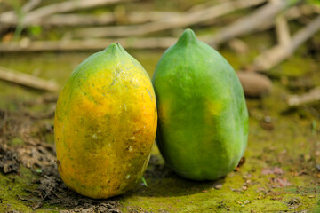 Green Papaya fruit at papaya field