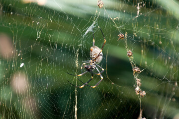 Sydney Australia, orb spider with prey in web in garden