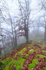 Obraz premium Outumn trees and rocks on foggy mountain