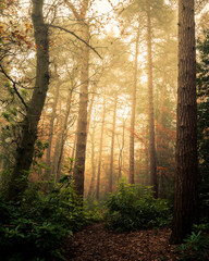 Obraz premium Pine Trees in the Mist, Harrogate