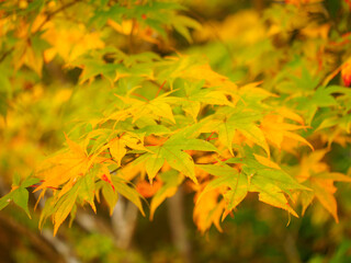 Naklejka na ściany i meble Yellow Japanese maple leaves (Tochigi, Japan)