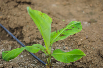 Banana tree plantation at field