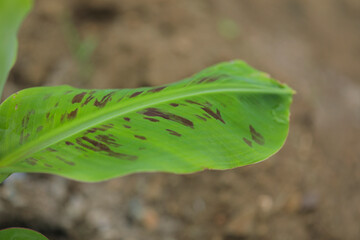Banana tree plantation at field