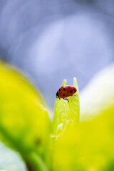 macro on a ladybird 