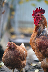 Red hen and rooster walk in the paddock. A common red rooster and a hen search for grain while walking in a pen on a farm