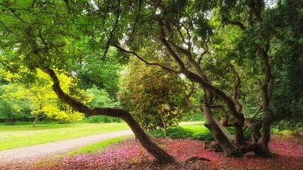 Trees