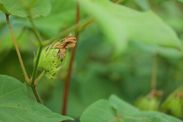 green cotton fruit in cotton field