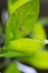Spider on a leaf