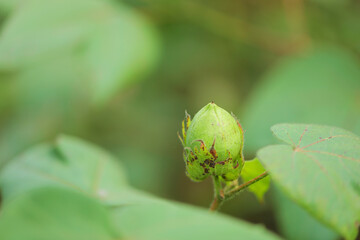 green cotton fruit in cotton field