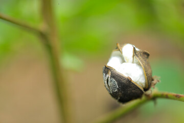 green cotton fruit in cotton field