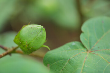green cotton fruit in cotton field