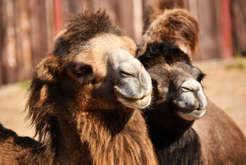 Love story. A couple of camels in love huddled together