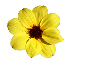 Single Yellow Dahlia Flower isolated on white Background - Floral object and beautiful detail 