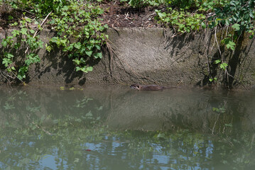 nutria mentre nuota nel canale dell'acqua
