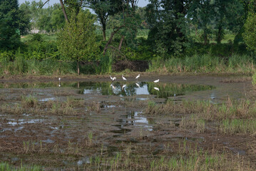 aironi bianchi cercano cibo nello stagno