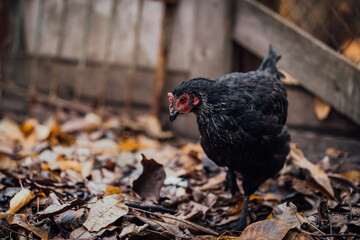 Black hen walks in the paddock. A black hen walks in an aviary on an autumn day on a farm