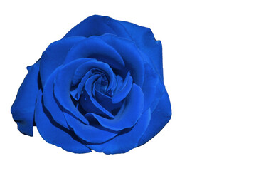 Blue Rose - Top view fresh single bloom flower isolated white background with clipping path - for valentine love concept  , Floral Object and beautiful detail  