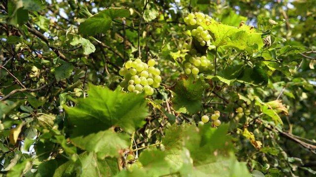 Clusters of ripe white grapes grow on the branches of a vineyard in the garden. Nature background.