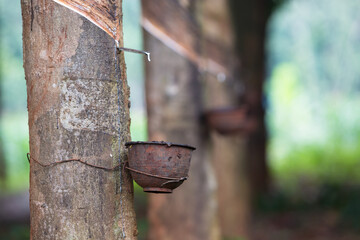 Rubber trees and containers for latex