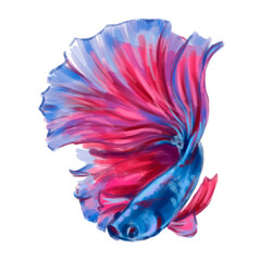 fish Cockerel pet animal exotic