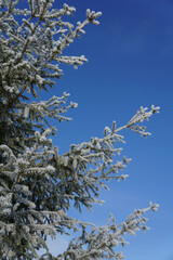 Spruce tree branches covered with snow