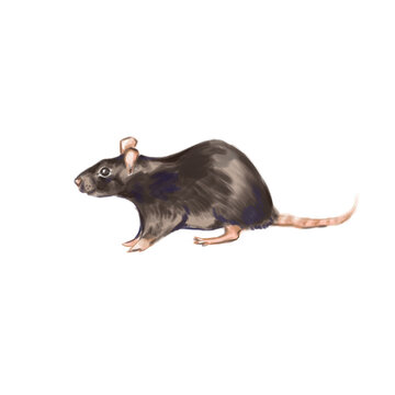 Rodent rat pet an animal 