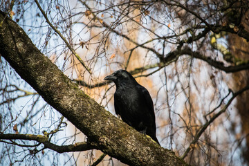 crow on a tree