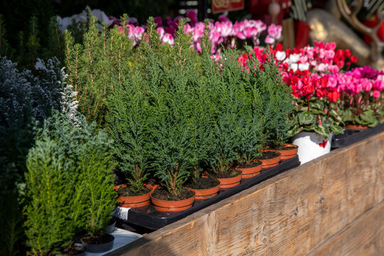 Variety of evergreen plants-Chamaecyparis lawsoniana Ellwoodii cypress trees in pots on the shelve at greek garden shop.