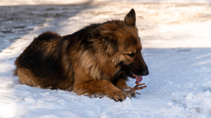 In winter German shepherd lies in the snow and gnaws a wooden stick