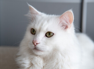 Close-up of the white posh fluffy cat of Turkish Angora breed. It lies on the bed and looks away