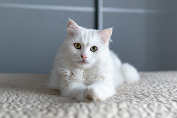 A white posh fluffy cat of Turkish Angora breed, outstretched its paws forward, lies on the bed and looks in the camera